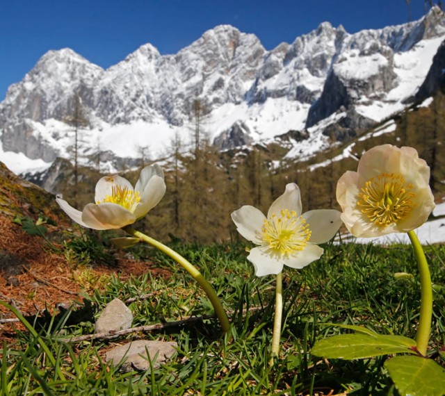 Blume im Almengebiet
