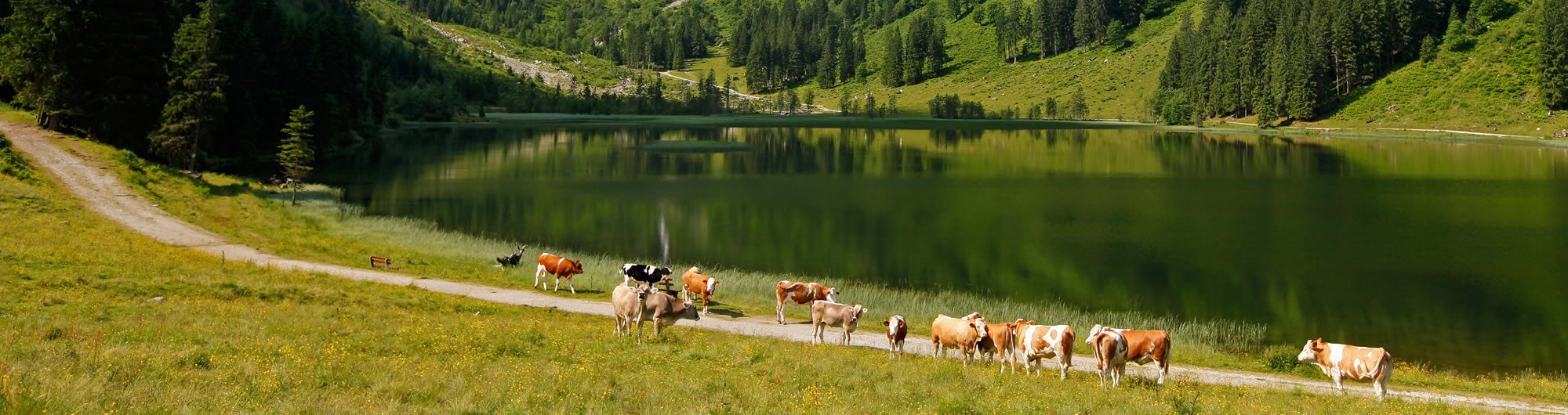 Bergsee mit Kühen in Schladming-Dachstein