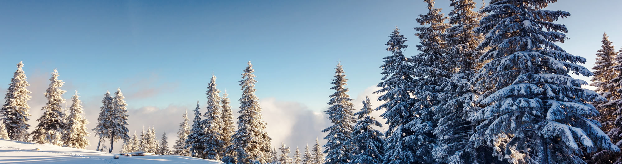 Verschneiter Winterwald in Österreich