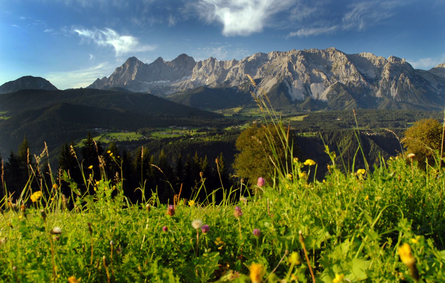 Blick über blühende Blumenwiese zur Dachstein Südwand