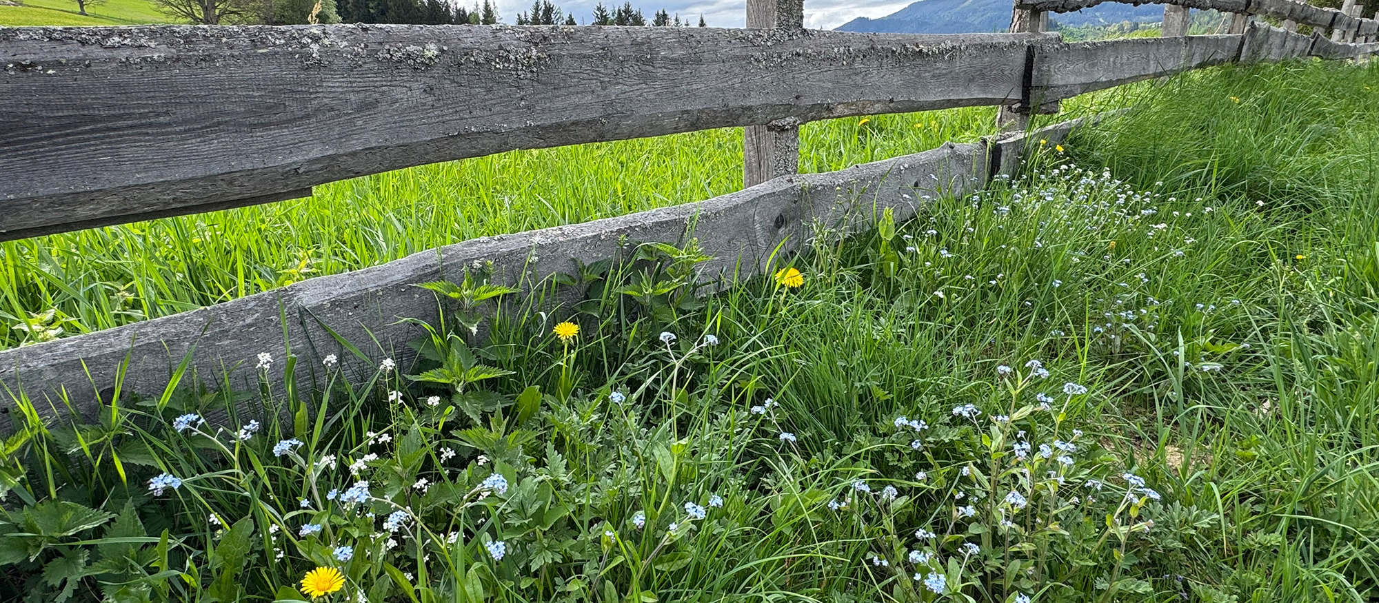 Blumenwiese inmitten herrlicher Natur in der Region Schladming-Dachstein