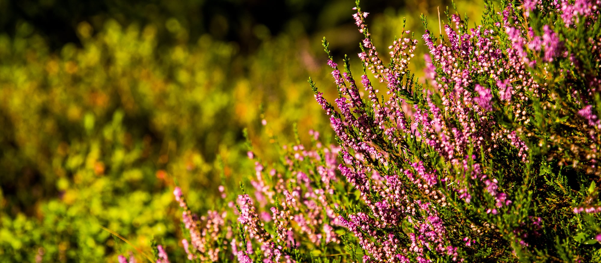 Natur pur im Sommerurlaub in Schladming-Dachstein